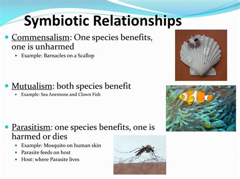  Caribflöjel – En bländande symbios med en twist av sömnighet!