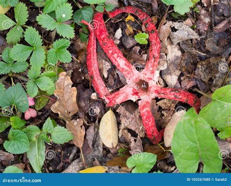  Clathrus Archeri: En svampliknande parasit som invaderar snäckors kött med en teatralisk explosivitet!