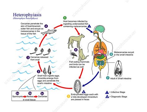  Heterophyes Heterophyes! En Mindre Känd Inälvsmask med Fascinerande Livscykel