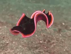  Flatworms! A Delightful Creature That Loves Rolling Into Tiny Balls and Exploring Moist Leaf Litter