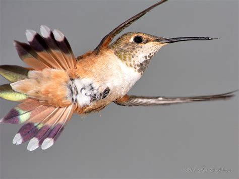  Hummingbird! En fjäderlätt flygande juvel med en näbb som ett perfekt sugrör