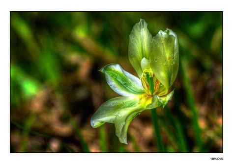  Isotrophis! Den mystiska blomma som kan leva i hundratals år