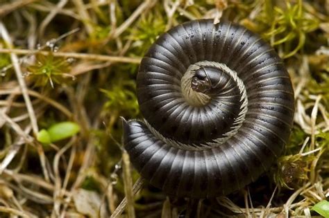  Julida! Upptäck den fascinerande världen av dessa mångabenta krabater som kryper i skuggan.