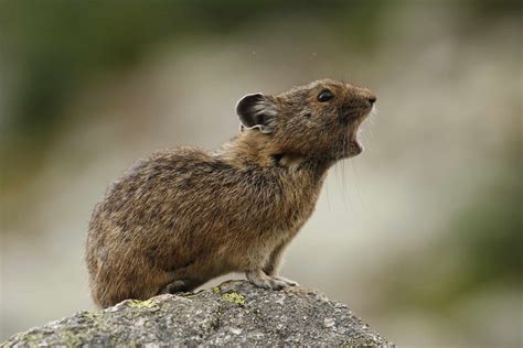 Pika! En liten högerhänt alpinist med ett enormt hjärta för gräs och blommor!