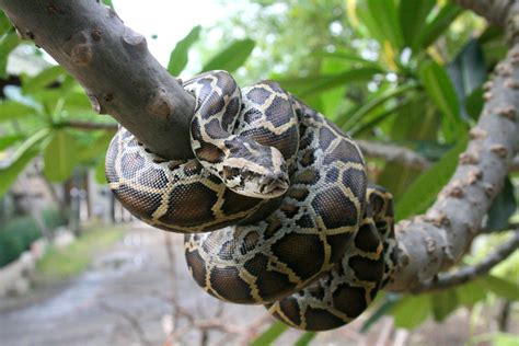  Pyton! En slät krypare som både kan klättra och simma med förbluffande elegans