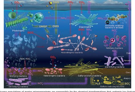  Rhizodomus! En mikroorganism som kombinerar den eleganta konsten att simma med det otroliga talangen att filtrera sin mat