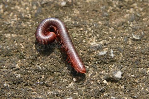   Rusted Millipede: Uncovering the Secrets of This Multi-Legged Marvel With Ancient Roots!