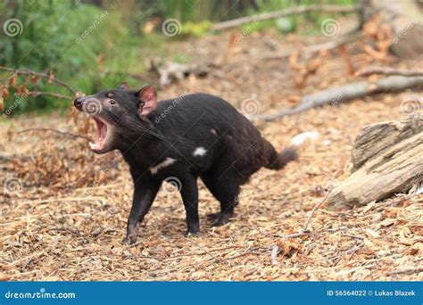  Tasmanian Devil: En Liten Dvärg med En Vrålande Personlighet och Söt Ungdom!