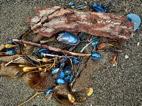  Velella: Ett drivande mysterium på den blåa ytan! Velella, en liten hydrozoisk dvärg med segelliknande kroppsform, förvandlas till en fascinerande resenär på de stora oceanernas vägar.